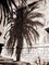 Palm Shadow, Antibes Poster Print by Cyril Blue - Item # VARPDXSLP13